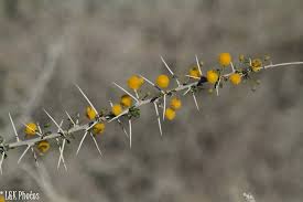 Image result for Acacia nebrownii