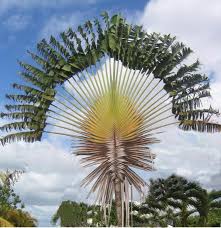 Image result for Trilepisium madagascariense