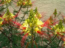 Giant Bird Of Paradise Arizona Caesalpinia Gilliesii Bird Of Paradise Bush Caesalpinia Plantopedia Floweringplant Flowers Floweringplants Flower Blooming Flowergarden