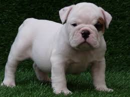 Home raised high quality akc registered regular and mini french bullies, potty trained. English Bulldog Puppies For Sale Adoption From Dallas Texas Adpost Com Classifieds Bulldog Puppies English Bulldog Puppies English Bulldog Puppies For Sale