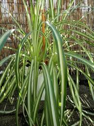 Image result for Chlorophytum krookianum