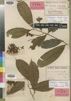 Image result for Rhabdophyllum