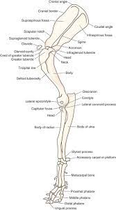 All about the shoulder muscles. Canine Anatomy Veterian Key