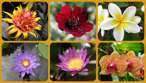 A comprehensive list of flowers and their meanings. Types Of Flowers With Definition Meaning Usage And Examples