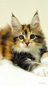 Cats Iphone Wallpapers 20 Images Wallpaperboat