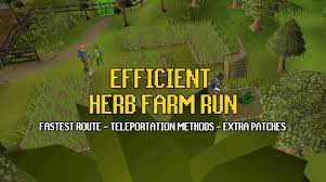 Most Efficient Osrs Herb Running Guide Osrs Guide