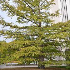 Wedding planning service in larnaca, cyprus. Buy Affordable Baldcypress Trees At Our Online Nursery Arbor Day Foundation Buy Trees Rain Forest Friendly Coffee Greeting Cards That Plant Trees Memorials And Celebrations With Trees And More