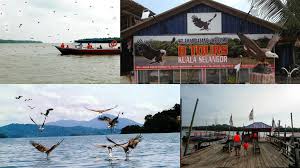 We headed out to sea slightly early, so we had to wait for the tide to lower before able to step on mud. 2d1n Eagle Feeding Kuala Selangor Ticket2u