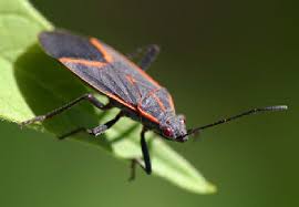 Black And Orange Bug That Looks Like A Wasp 11 Things To Know About Boxelder Bugs And Control Squash Bugs Garden Pests Pest Control