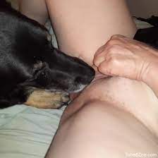 Dog lick porn