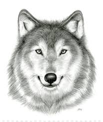 Wolf Zeichnung Deviantart Bleistift Skizze Wolf Png Herunterladen 1600 1861 Kostenlos Transparent Png Herunterladen