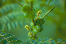 Image result for Guilandina bonduc