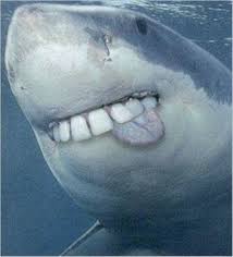 Sharks With Human Teeth Pictures That Prove They Are Not Real Sharks With Human Teeth Sharks Funny Human Teeth