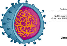 It was identified in birds (crows and columbiformes) in nile delta region in 1953. Impfstoff Technologien West Nil Virus In Europa Auf Dem Vormarsch Fraunhofer Izi