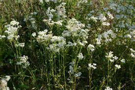 Image result for Cirsium  buchwaldii