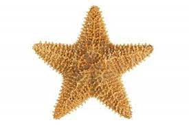 Seca De Color Amarillo Naranja Estrella De Mar 1200 801 Estrella De Mar Color Amarillo Estrellas
