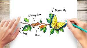 How To Draw A Butterfly Life Cycle (Metamorphosis) - Youtube