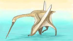 Image result for Pterygota mildbraedii