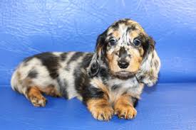 We have been breeding different colors of miniature dachshunds since 2001. Hart Dachshunds Long Haired Dachshund Breeder