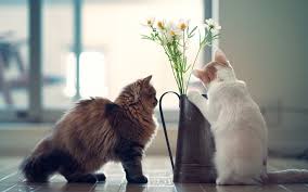 Maybe you would like to learn more about one of these? Cat And Flower Wallpapers Top Free Cat And Flower Backgrounds Wallpaperaccess