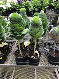 By pat maki 2 posts, 1 comment. Does Anyone Know What This Plant Is Looks Like Cabbage Plantidentification