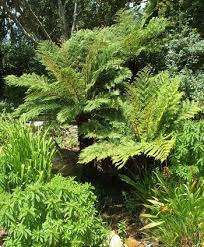 Image result for Cyathea dregei