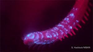 1,505 hidden camera stock video clips in 4k and hd for creative projects. The Hidden Lives Of Deep Sea Creatures Caught On Camera