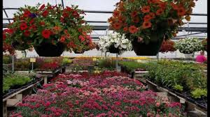 Check spelling or type a new query. Flower Farm In Great Falls Youtube
