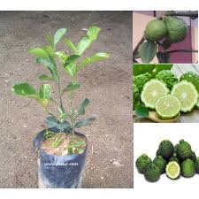 Hewan darat raksasa yang memiliki ukuran super besar. Anak Pokok Limau Purut Kahwin Grafted Kaffir Lime Sapling Shopee Malaysia