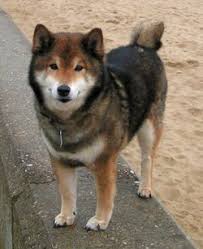 Black And Tan Shiba Inu Chihuahua Mix Shiba Inu Akita Mix Shiba Inu Dog Shiba Inu Shiba Inu Mix