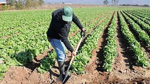 Residía detrás de la casa del queso. El Gobierno Introduce Grandes Cambios En Las Ayudas Para Los Agricultores