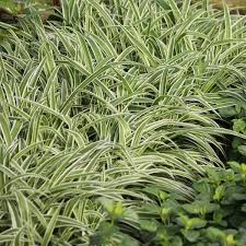 Image result for Chlorophytum lancifolium