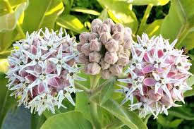Image result for Asclepias longissima