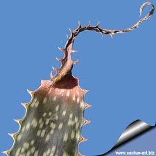 Image result for Aloe komatiensis