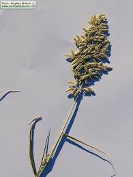 Image result for Eragrostis cilianensis