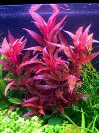 Alternanthera Rosaefolia Live Aquarium Plant X5 Stems Red Purple Background