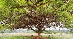 Image result for Acacia davyi
