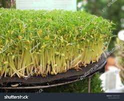 Green Bean Sprouts Growing Greenhouse They Stock Photo 1038453202 |  Shutterstock