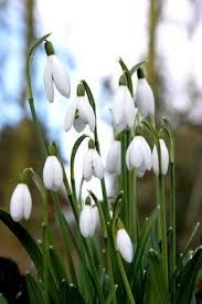 Snowdrop Elwesii Feb Mar Spring Flowers Beautiful Flowers Plants