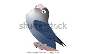 Download suara lovebird ngekek ngetik format mp3 tribun jogja. Burung Lovebird Vector Ini