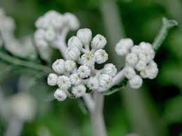 Image result for Jacobaea maritima