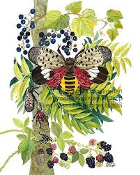 Image result for Scleria delicatula