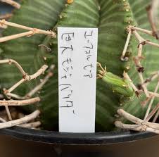 Image result for Euphorbia davyi