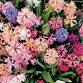 The Gardener's Mindset | Stephen Orr & K. Michael Hays
