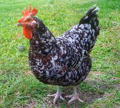 We did not find results for: Speckled Sussex Chicken Characteristics Temperament Full Breed Info