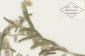 Image result for Buchnera cryptocephala