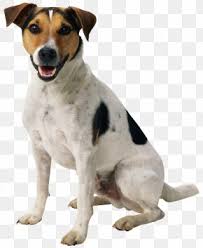 Jack Russell Free 2025