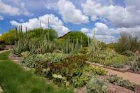 How are cacti adapted to the desert? Desert Botanical Garden Announces Exhibits Events A Peek At The Peak Magazine