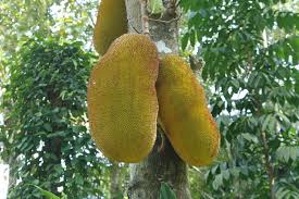 Maybe you would like to learn more about one of these? Jackfruit Tree One Of The Largest Edible Fruits Organikos