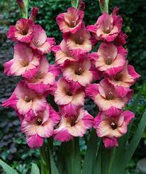 Gladiolus Hybrida Teds Trump Gladiolus Easy To Grow Bulbs Flower Farm